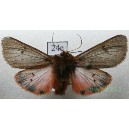 Phragmatobia fuliginosa (Linnaeus, 1758) Poland24e